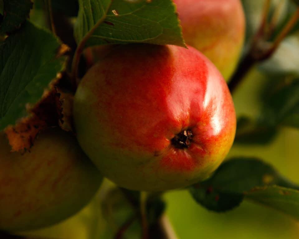 Severn Cider tweet media