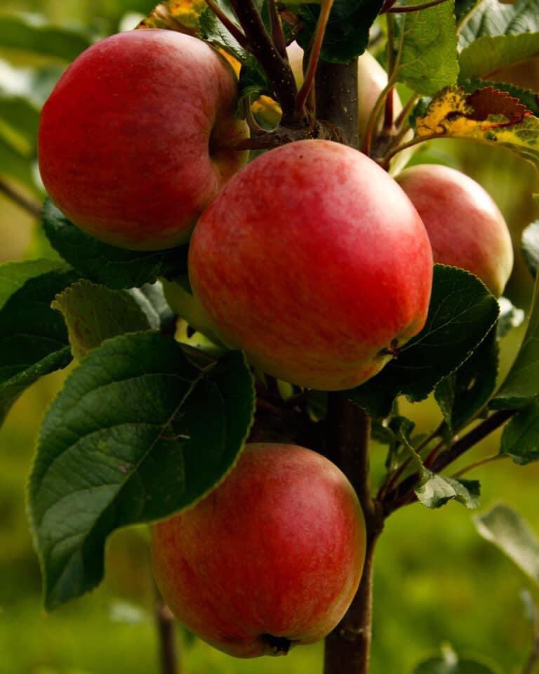 Severn Cider tweet media