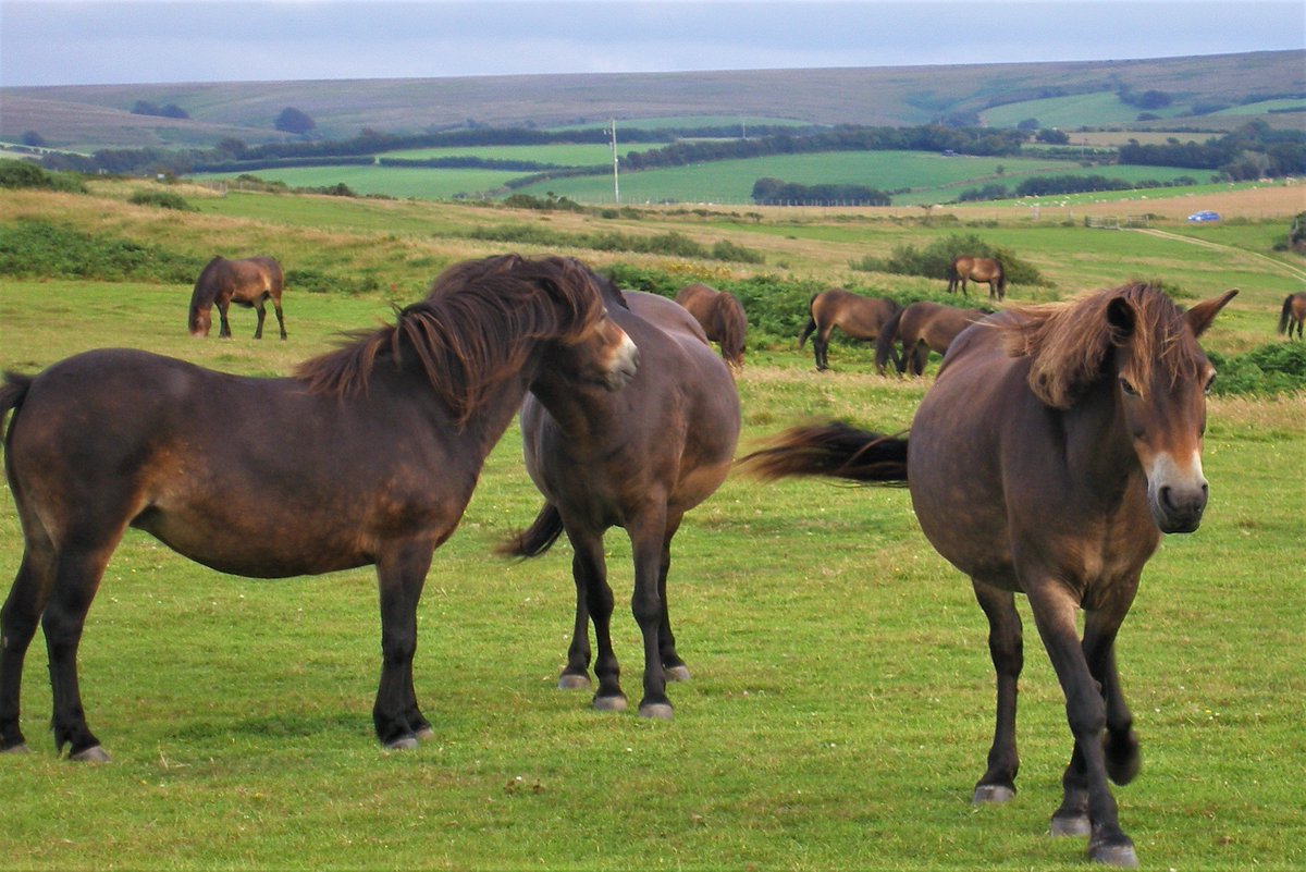 Westcountrywand's tweet photo. #Exmoorponies at #ForelandPoint near #Countisbury . #Exmoor #Devon https://t.co/07OJMfi4Xo