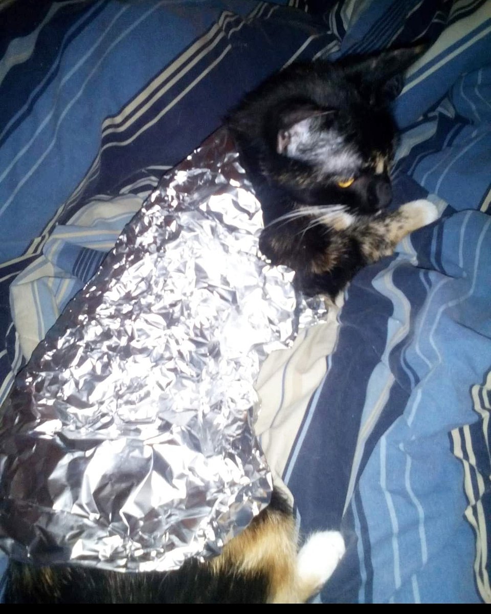 DJAwesomusPrime's tweet photo. Lexi decided to become a Purrito to lift my spirits 😂😂😂 she's one comedic kitten! #CatsOfTwitter #Purrito #AwesomusPrime https://t.co/FRcCSmX1ve