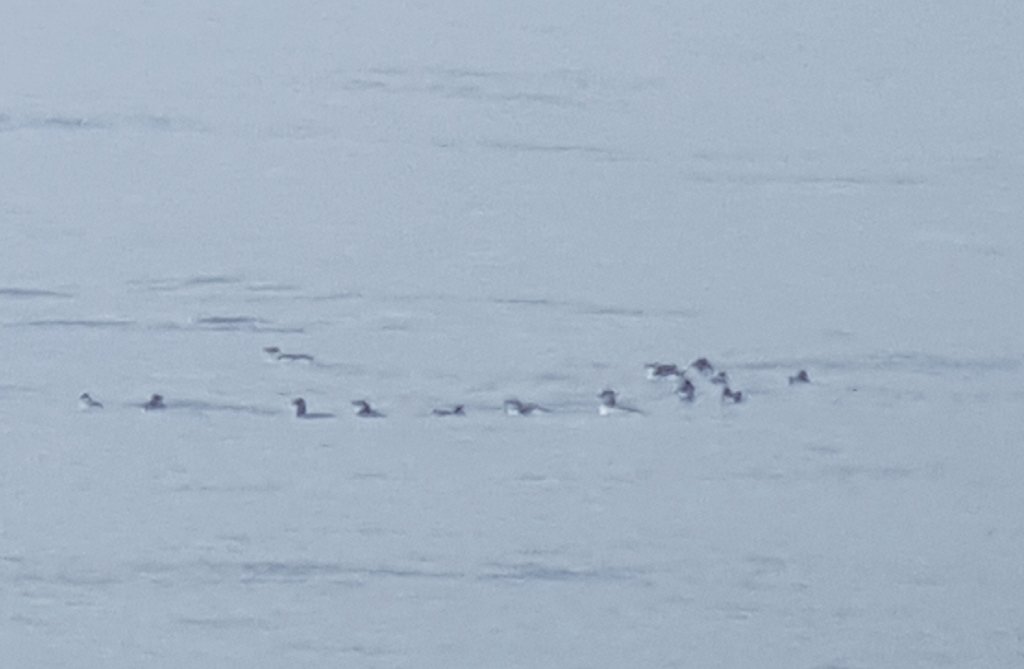 Fulmars, Gannets, auks and manxies from @strumblehead @VisitPembs @PembsBirds