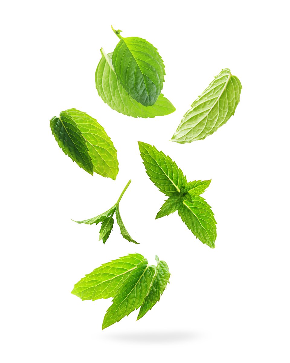 effgroup's tweet image. EFF's Natural Palette Featured Ingredient: Peppermint

Peppermint / Mentha Piperita

Menthol, Minty, Sweet  

EFF Peppermint is sourced from China. 

#Peppermint #PeppermintOil #Ingredient #NaturalIngredients #NaturalPalette #NaturalFlavours #PeppermintFlavour