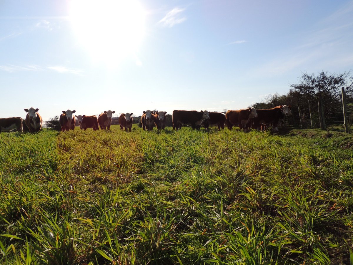 hereforduy's tweet photo. Generación Primavera 2019 rodeo experimental de @INIALB aportará al estudio de la asociación, eficiencia de conversión (EfC) y desempeño productivo y reproductivo de hembras y machos en condiciones de pastoreo, pasturas de alta calidad y disponibilidad. 

Fotos @lilidelpino84 https://t.co/N2Y9UlAOVo