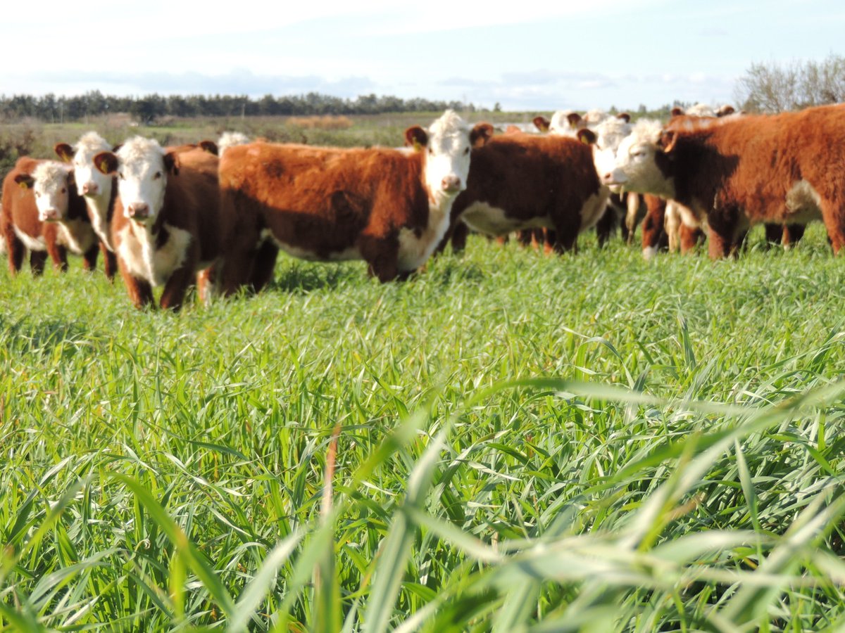 hereforduy's tweet photo. Generación Primavera 2019 rodeo experimental de @INIALB aportará al estudio de la asociación, eficiencia de conversión (EfC) y desempeño productivo y reproductivo de hembras y machos en condiciones de pastoreo, pasturas de alta calidad y disponibilidad. 

Fotos @lilidelpino84 https://t.co/N2Y9UlAOVo