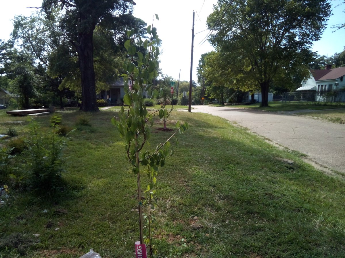 Here's some update pictures on the beans and the two flowering peach trees we've planted. We have plans to plant bushes, creat two more beds, a patio area and a fig tree.