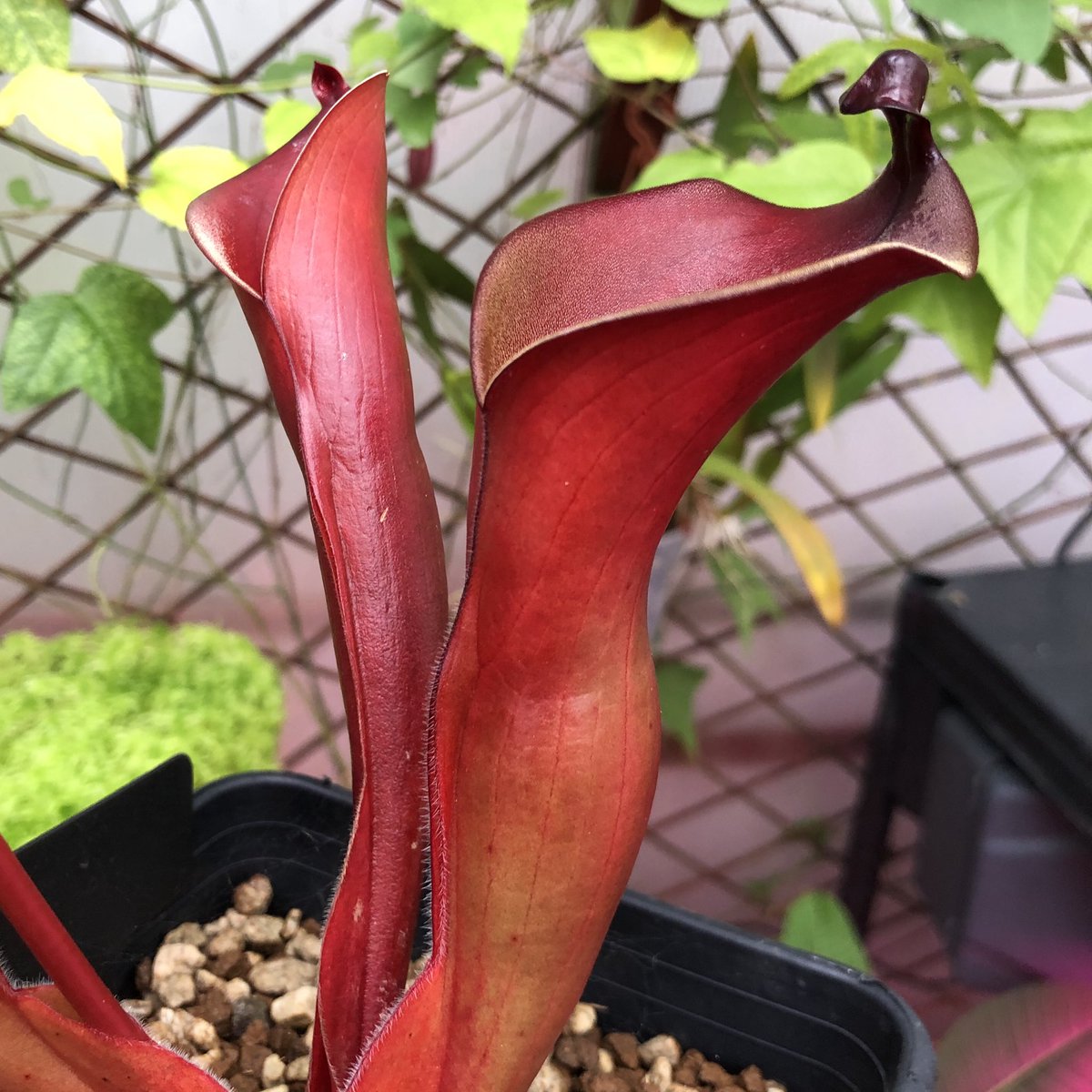AlbaExotics's tweet photo. Some red for #GardensHour from my collection! #Sarracenia #Heliamphora #Gloriosa #Coleus #CarnivorousPlants #Flowers https://t.co/oVzC3jWQBs