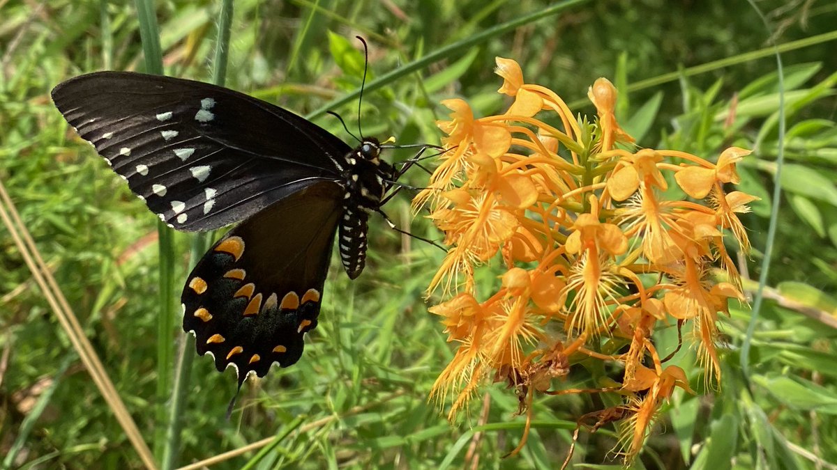 LoyXecology's tweet photo. No matter how many times I see natural orchid #pollination in action, I always think: ‘Lol no way... that actually works?’ - Spicebush swallowtail with yellow #FringedOrchid #pollinia on its snoot. https://t.co/MpuvJy4MZn