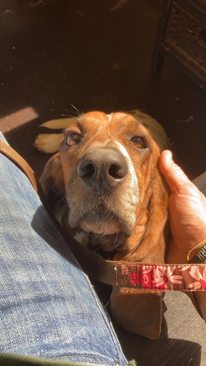 CottanoTaylor's tweet photo. Jethro lovin this Monday!!! https://t.co/GapkzQOlUE