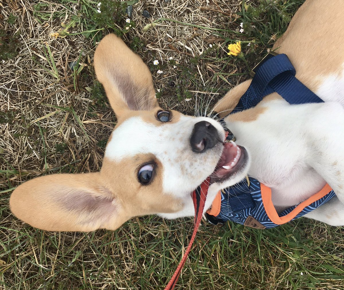 ReeseTheBeagle's tweet photo. I heys der. Don’t worry bout me. I just destroying dis evil Holman tug of war rope. 😉 #cutebutevil #babybeagle #reese #dog #puppy #DogsofTwittter #beaglet #lemonbeagle #puppydogeyes #devilishgrin #uptonogood #babyanimals https://t.co/Ybc1JLajIP