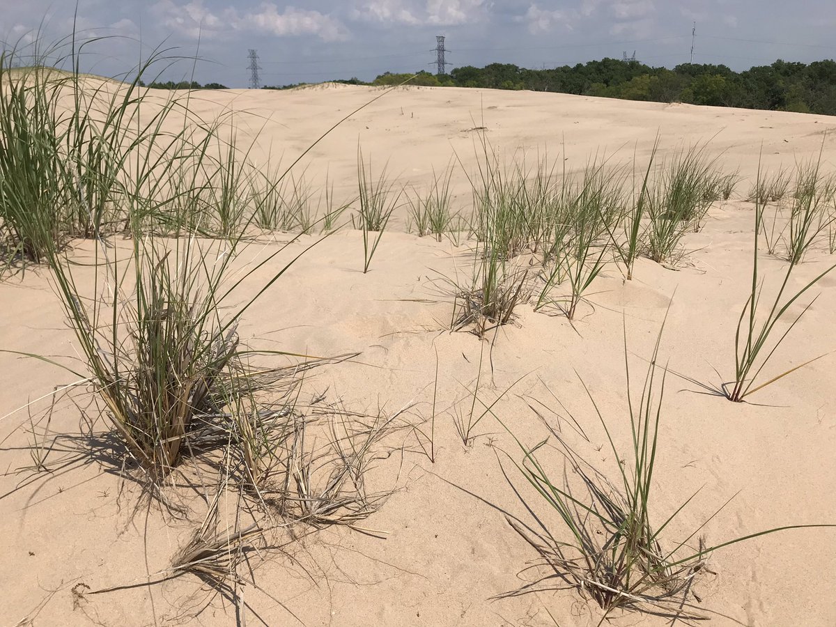 LiveaMemory's tweet photo. @CourseCharted @RoarLoudTravel @NothingButNE @GalsWander @2TravelDads @sl2016_sl @RoadtripC @suziday123 @always5star @Adventuringgal @wandersmiles @WAISItravelblog @LindaPeters64 @SashaEats @leisurelambie @LisaRivera2207 @beckyexploring @AuraPriiscel @MadHattersNYC @HHLifestyleTrav @TravelBugsWorld @epicureanexpats @SonjaSwissLife @RudiGourmand @NYCapricorn @NomadsPassport @pip_says So Many #MiniTrips Just a Short Drive from #Chicago!
A Fav of Mine - A #RoadTrip to @IndianaDunesNPS!
A Wonderful #NationalPark and So Close to the #WindyCity Too!
And When You Visit - Say Hi to My Good Friend, #ParkRanger, Rafi Wilkinson!π
#Travel #Nature #Indiana
#Adventure https://t.co/lYfOdF8Ip9