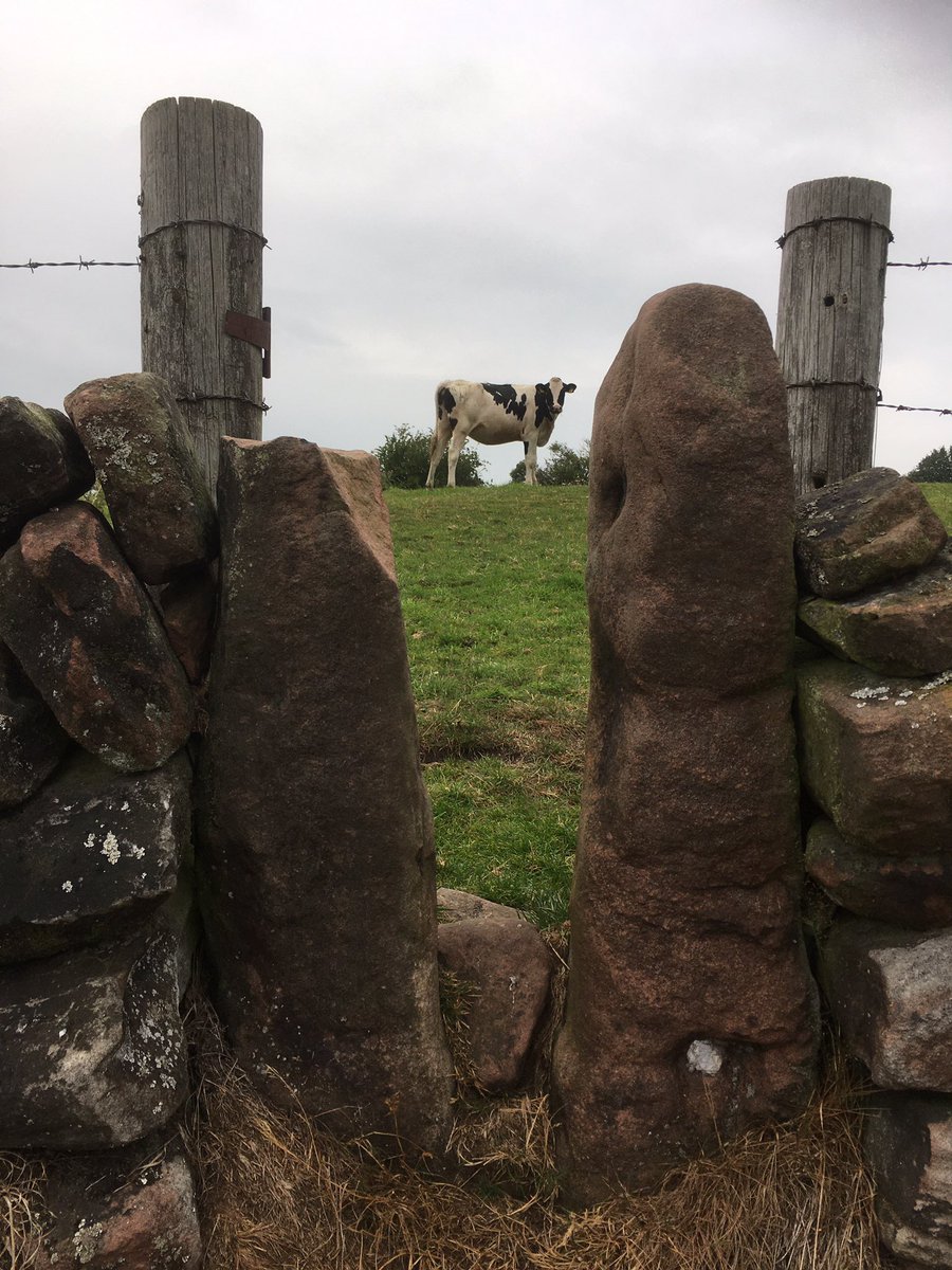 Vikksen's tweet photo. I Took a run around the golf course whilst staying at #whistonhall at the weekend. Not sure the locals approved #ThisCow #getoffmyland https://t.co/OovSbpvl77