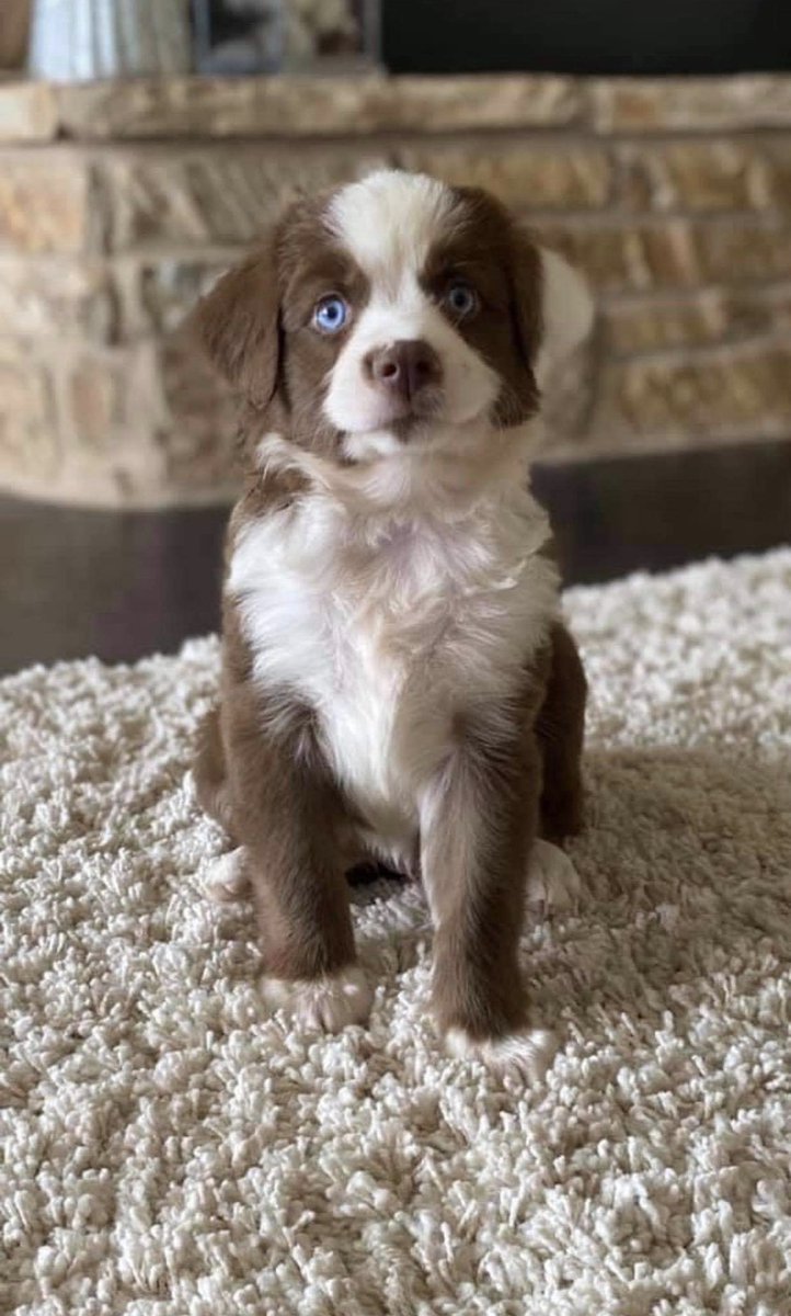 WonderTailsTransport tweet media