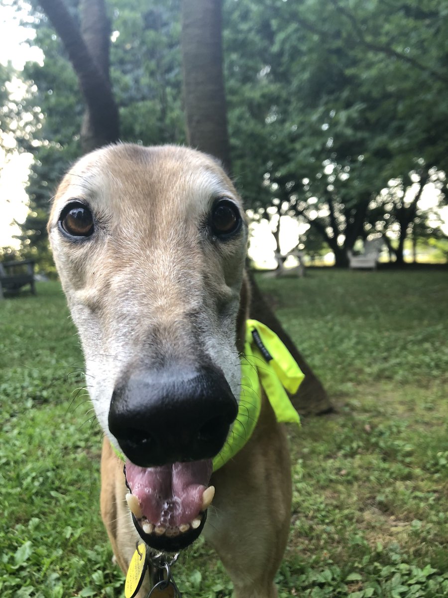 GreyhoundLupin's tweet photo. The more I’m on social media the more I see the idiocy and selfishness of humans.  #ilikemydogmore #tiredofhumans #WearADamnMask #tiredofcovid https://t.co/zHH0EBL339