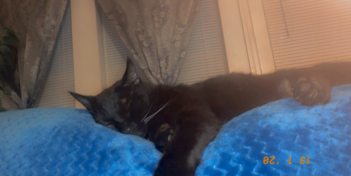 lethaltramp's tweet image. Happy black cat appreciation day ft. my chonky cat, George 🖤