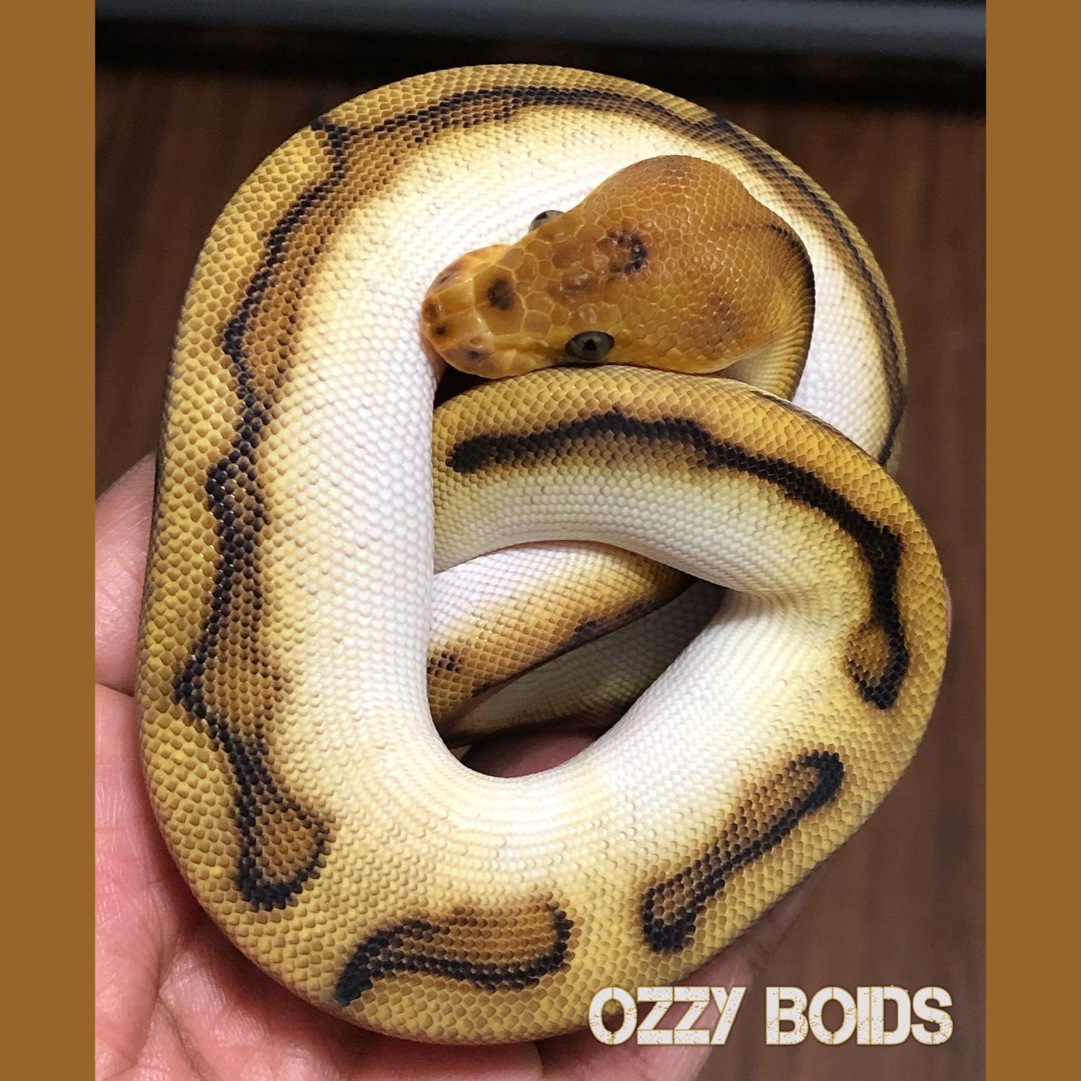 Red Axanthic Genetic Stripe Ball Python