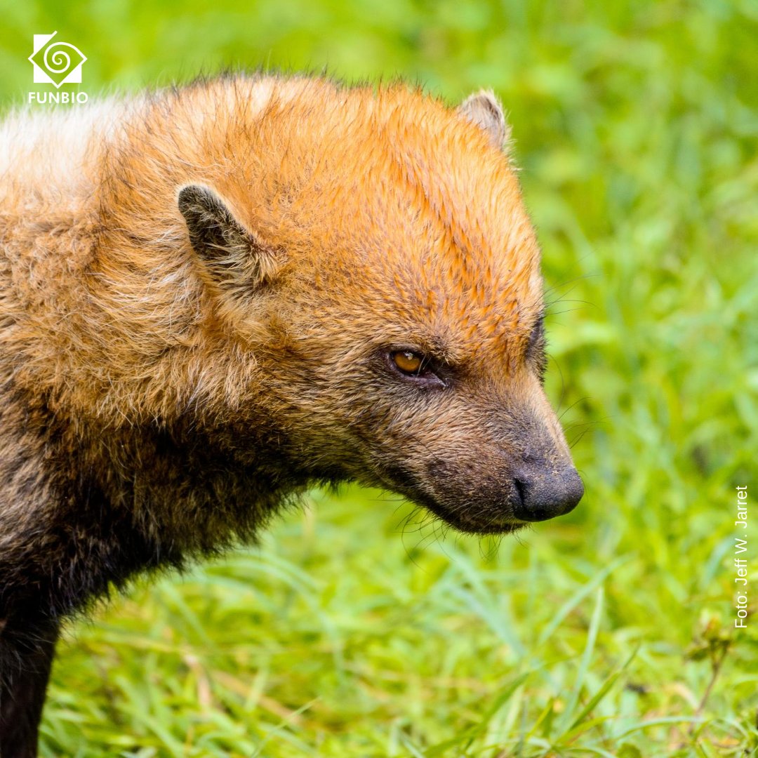 funbio's tweet photo. Registro raríssimo na natureza! 😍

Foram encontrados quatro cachorros-vinagre na RDS do Rio Negro, uma das 117 UCs  apoiadas pelo Programa ARPA! 

Veja o vídeo em: https://t.co/C69ZKMDtNn

🎥Miquéias Sousa 

#arpa #programaarpa #funbio #funbio24 #biodiversidade https://t.co/VXPEBUsfOE