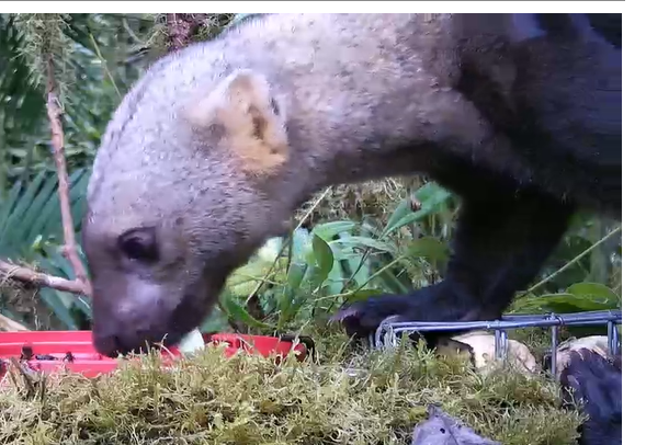 rbsoflo's tweet photo. @gregegreen @BirdsyTv I just saw a GIANT animal in your feeder!!  It was no bird!!  I don't even know what it was!  I wanted to show you!! https://t.co/BeDPlBDbK8
