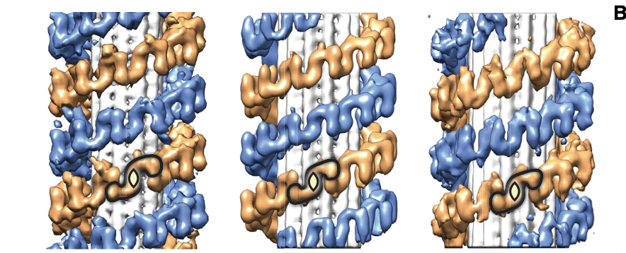We found that even though most cells in culture have predominantly 13-protofilament MTs, LRRK2-decorated MTs had preferentially 11 and 12 protofilaments, and that LRRK2 formed a right-handed double helix around the left-handed microtubules! 7/n