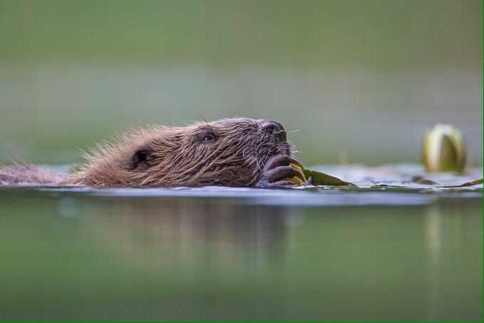 Scotland's baby beavers are officially no longer dependent on their mothers from today - meaning licensed shooting can begin again. Help save this endangered species by sharing the petition and signing: treesforlife.org.uk/savebeavers/ 
Please RT
#MoveDontKill