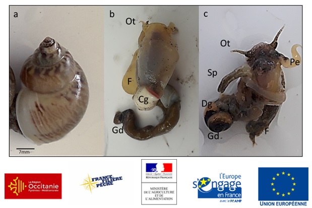 La #noisette de mer est une ressource exploitée par des petits métiers.Les pêcheurs souhaitent définir des règles de #gestion adaptées pour maintenir une exploitation durable de ce petit #coquillage...

Découvrez plus d'informations sur Facebook : facebook.com/Cepralmar