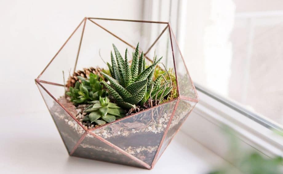 OVACEN's tweet photo. Plantas de interior en decoración; tipos, consejos y cómo cuidarlas en casa https://t.co/jS9YBKtrRU vía @OVACEN #plantas #interior #casa #jardineria https://t.co/MmDUtWuHCJ