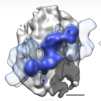 Next, we found that the repeating unit in the LRRK2 helix was a LRRK2 dimer, and while the helix was regular, cells are messy test tubes and symmetry imperfect, so we isolated subtomograms of dimers to increase the resolution. This resulted in a 14-A map of MT-bound LRRK2. 8/n
