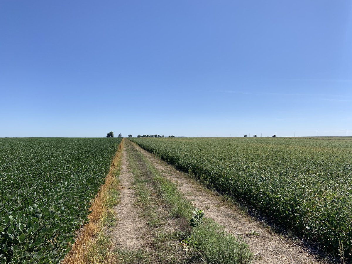 Johnnyfooball8's tweet photo. Dryland (right) Irrigated (left) in South Central NE. 2020 is the gift that keeps on giving #recordcrop @USDA https://t.co/tftZ0ShKpE