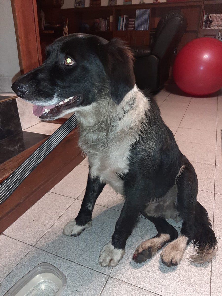 cdardilag's tweet photo. Buenas noches. Encontramos hoy este perrito en modelia, por la carrilera cerca a cc hayuelos. Collar metálico, color negro, cuello blanco, guantes blancos en las patitas y cola. Cualquier información favor comunicarse al 3165333883. https://t.co/gCXYvnxkTx