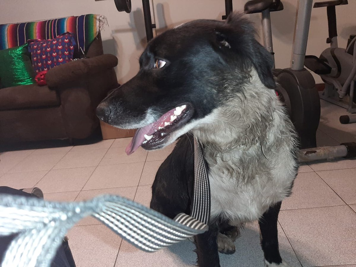 cdardilag's tweet photo. Buenas noches. Encontramos hoy este perrito en modelia, por la carrilera cerca a cc hayuelos. Collar metálico, color negro, cuello blanco, guantes blancos en las patitas y cola. Cualquier información favor comunicarse al 3165333883. https://t.co/gCXYvnxkTx