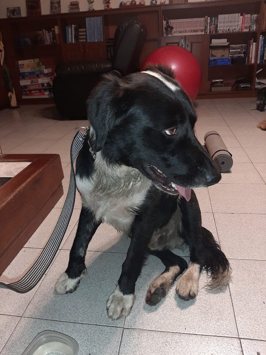 cdardilag's tweet photo. Buenas noches. Encontramos hoy este perrito en modelia, por la carrilera cerca a cc hayuelos. Collar metálico, color negro, cuello blanco, guantes blancos en las patitas y cola. Cualquier información favor comunicarse al 3165333883. https://t.co/gCXYvnxkTx