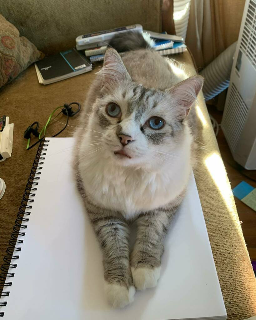 jillbadonsky's tweet image. Feline Law: Get a surface ready for art and a cat will manifest. #ilovemycat #rescuecat #catentitlement #ragdollcat