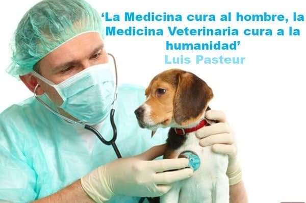 💙FELIZ DÍA A TODOS LOS VETERINARIOS💙 gracias por cuidar de la salud de los seres más nobles del planeta. 🐾LOS ANIMALES🐾