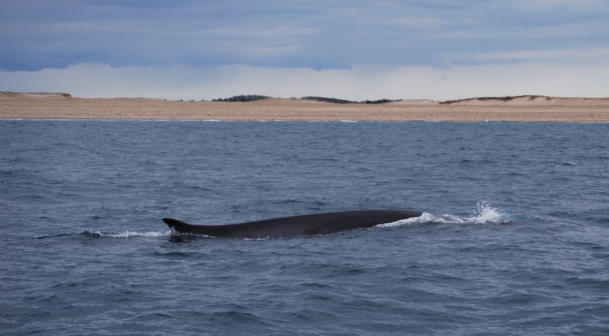 imagine being a whale; all that being; being all of that