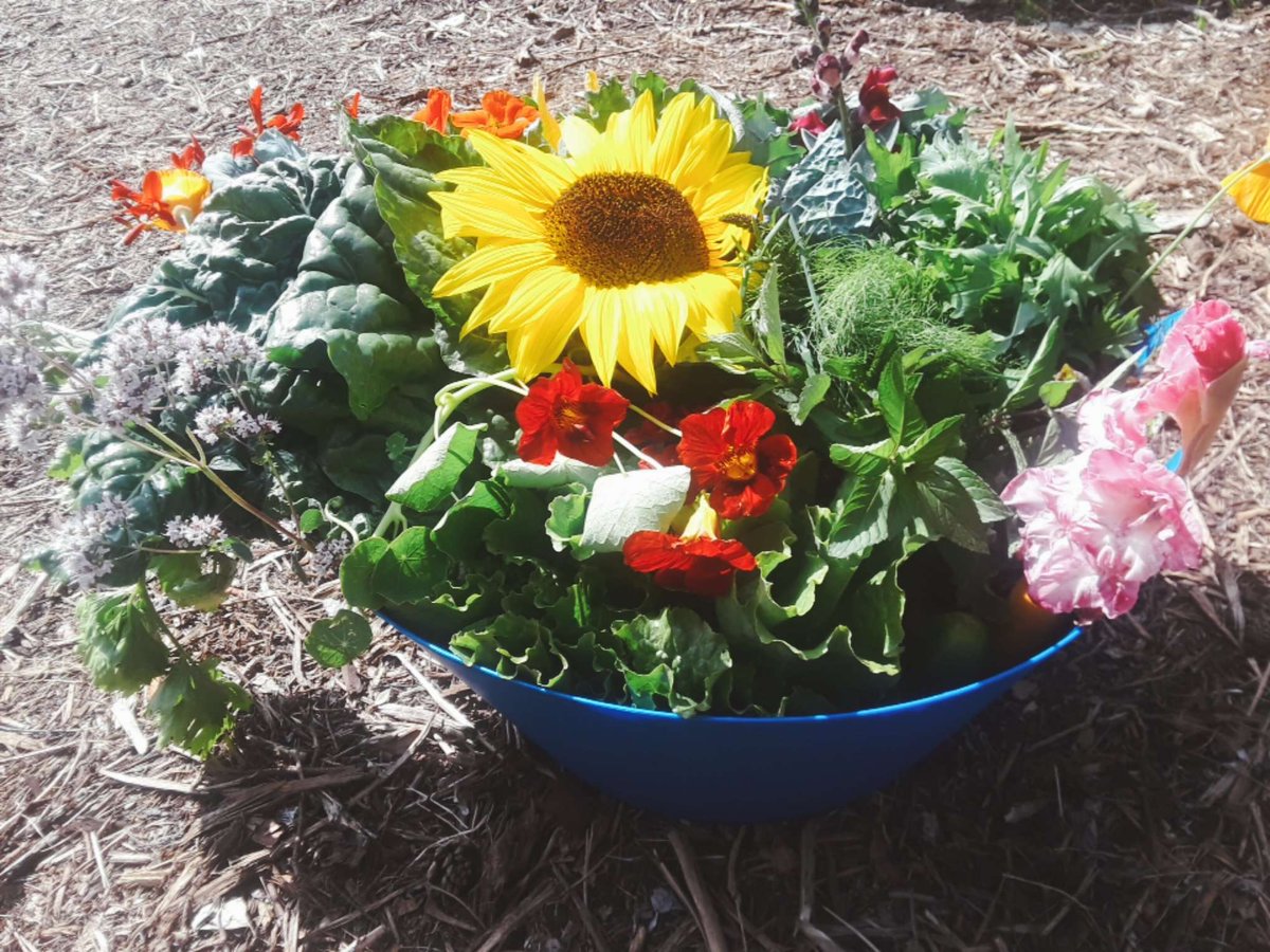 olmecagrotech's tweet photo. Did you know Researchers at NASA discovered that #SunFlowers are great for absorbing certain types of EMF radiation. 

That's why we love adding sunflowers to your #CSAShares aside from fresh vegetables.

https://t.co/LwJNaccPbX

#olmecAgrotech #foodbasket #HealthyEating https://t.co/NDME89N8cI