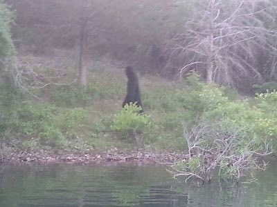 CryptidDaily's tweet image. 8/17: It’s good to be back! This here is a shockingly clear and up-close shot of a supposed Sasquatch spotted near Table Rock State Park.