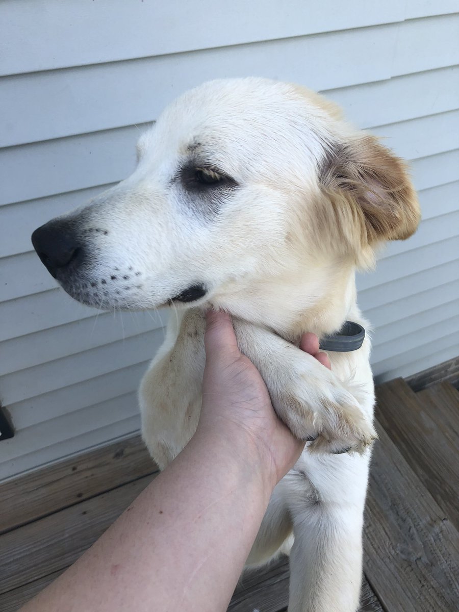 kati_14's tweet photo. @sabiibean Meet chipper ☺️ https://t.co/9RCHdQ5jBo