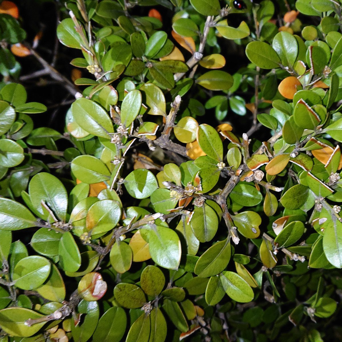 モロコ ツゲ属の一種 丸く小さな葉が特徴の低木 植え込み等に用いられ 四角形や丸形に刈り込まれているのがよく見られる 花期は春 セイヨウツゲかツゲと思われるが 詳細は不明 モチノキ科のイヌツゲもよく似るが イヌツゲは葉が互生し 葉縁に鋸歯 モロコ ツゲ属の一種 丸く小さな葉が特徴の低木 植え込み等に用いられ 四角形や丸形に刈り込まれているのがよく見られる 花期は春 セイヨウツゲかツゲと思われるが 詳細は不明 モチノキ科のイヌツゲもよく似るが イヌツゲは葉が互生し 葉縁に鋸歯