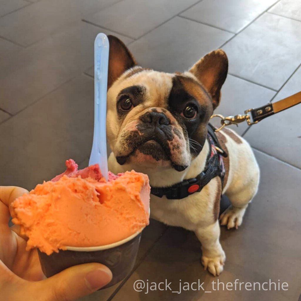 DolceGelatoTO's tweet photo. @jack_jack_thefrenchie is loving the look of raspberry and orange sorbets! We’re not sure who’s looking sweeter today!
🍊🍧🐶
.
Wanna be featured? Tag us in your gelato photo!
. 
.
#frenchie #frenchbulldog #sorbet #dog #torontodessert #dolcegelatoTO https://t.co/wBbhiFOk0D