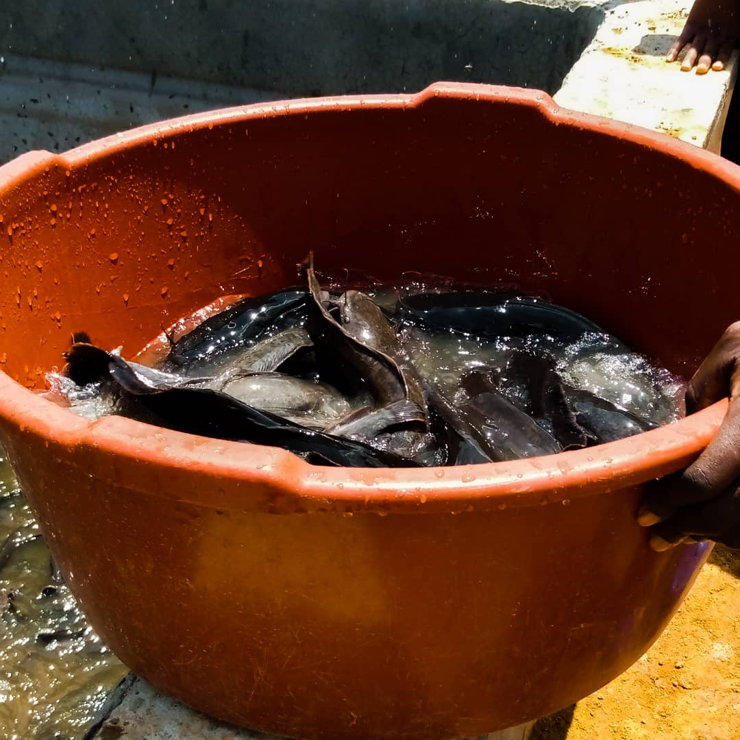 MbouleMarc's tweet photo. Vous pouvez commander du poisson d'eau douce chez nous, le gout est vraiment différent. https://t.co/ETKoLJswfo
