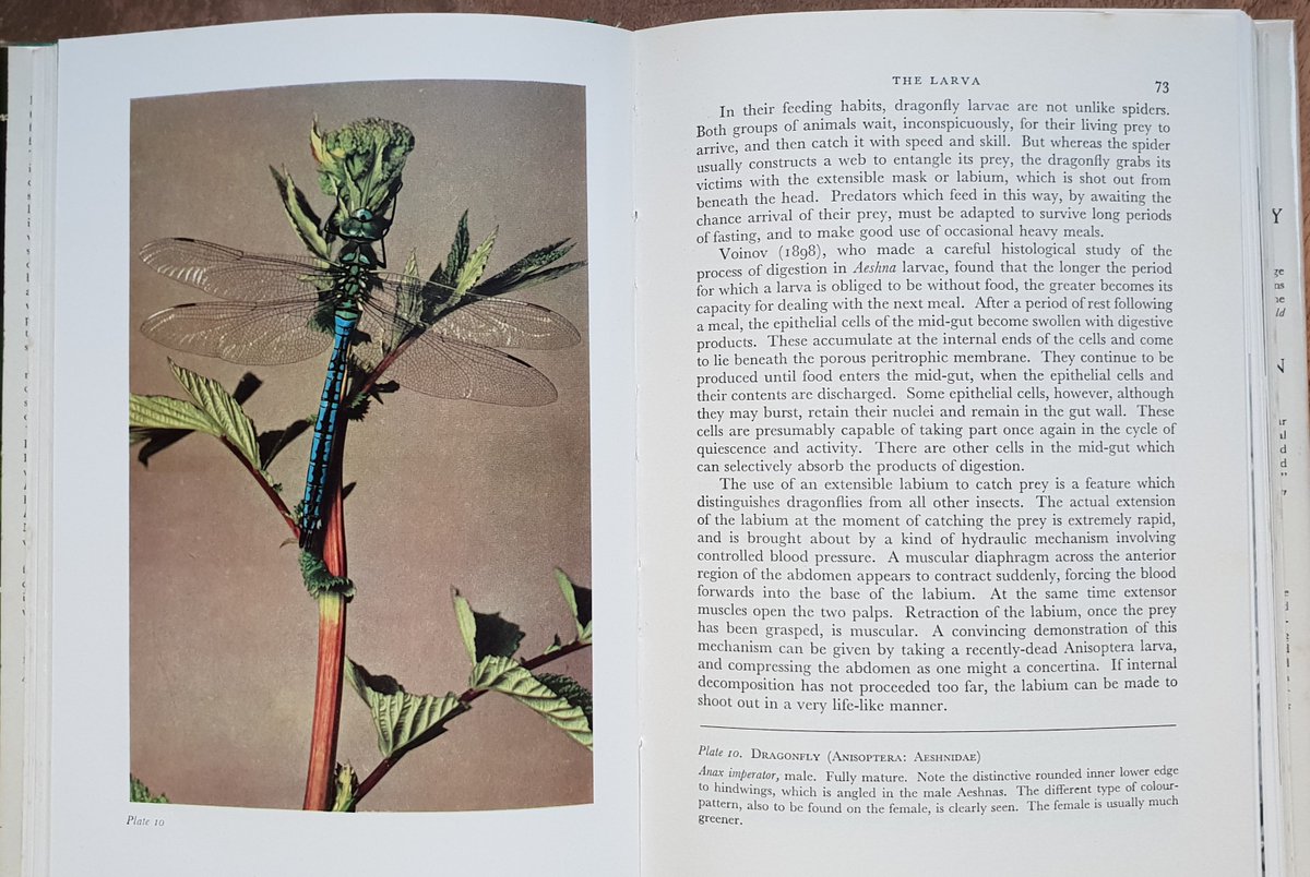 In 1960 Cynthia Longfield was co-author with Philip Corbet & Norman Moore of another classic work, 'Dragonflies' in the New Naturalist series. This pioneered the use of colour photographs of the living insects.