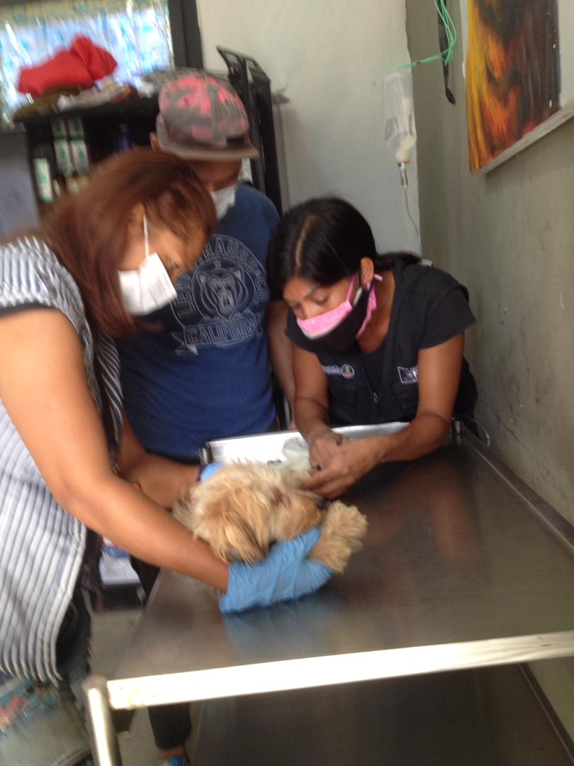 SomosNevado's tweet photo. #NevadoLaGuaira en atención a las emergencias asistió a un total de 41 animales de compañía, en nuestro CVI de Hugo Chávez. Igualmente le recordamos que estamos atendiendo Lunes, Miércoles y Viernes de 8am a 1pm, respetando las medidas de bioseguridad.
#17Ago https://t.co/XL1gaBSr6N