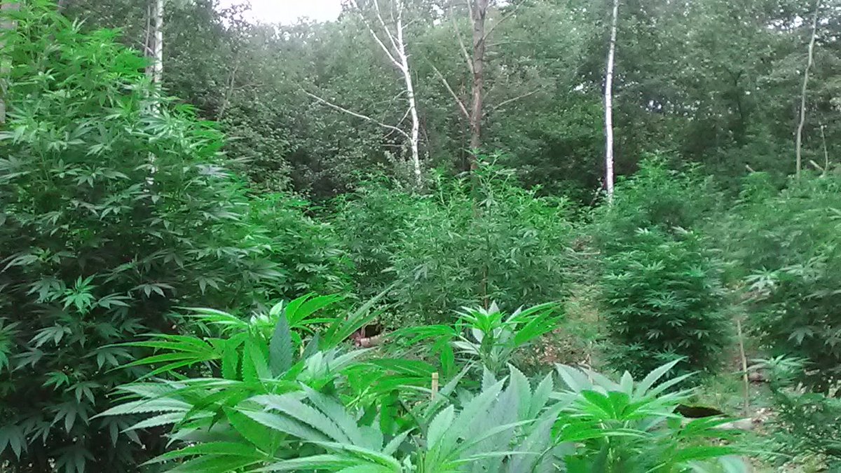 the_loring's tweet photo. My Field Of Greens Yesah!!! https://t.co/uthbdO5FVL
