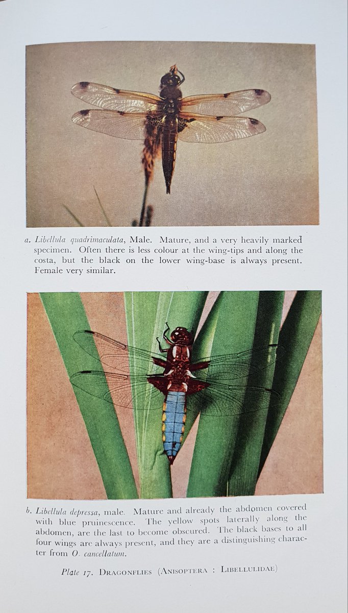 Two more of the photographic plates from the New Naturalist 'Dragonflies' of 1960