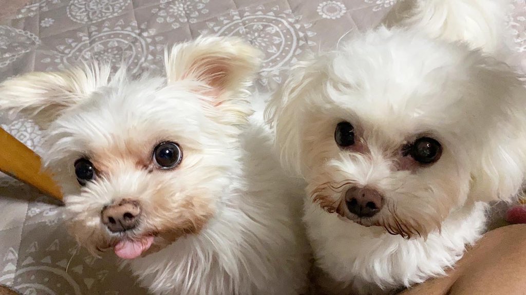 マルチーズ家族 ゆず まっちゃ 上目遣い 犬 マルチーズ マルチーズ大好き倶楽部 いぬのいる暮らし 犬好きな人と繋がりたい