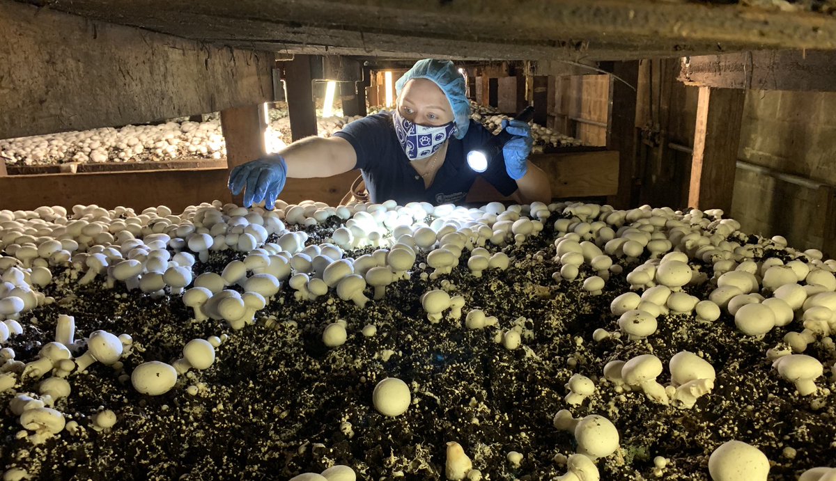 Had a great time today sampling for bacterial blotch of white button mushroom. I will miss this project, but am looking forward to starting my PhD in the @Buckhout_Bull lab this fall