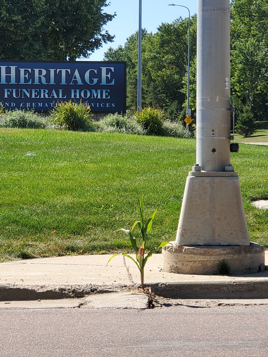 57thC's tweet image. ...be careful with selfies at my busy intersection.  

However, I am conveniently located in case of mishaps...