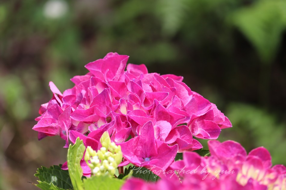 #紫陽花 #ＲＴ歓迎 

おはようございます♬

#相互フォロー #ハイドランジア #写真垢
#花好き #写真好き #公園 #パリ
#相互フォロー支援  #公園の花 #花壇 
#相互支援 #暑い #アジサイ #おはよう
#紫陽花園 #元気 #夏 #flower #flowers