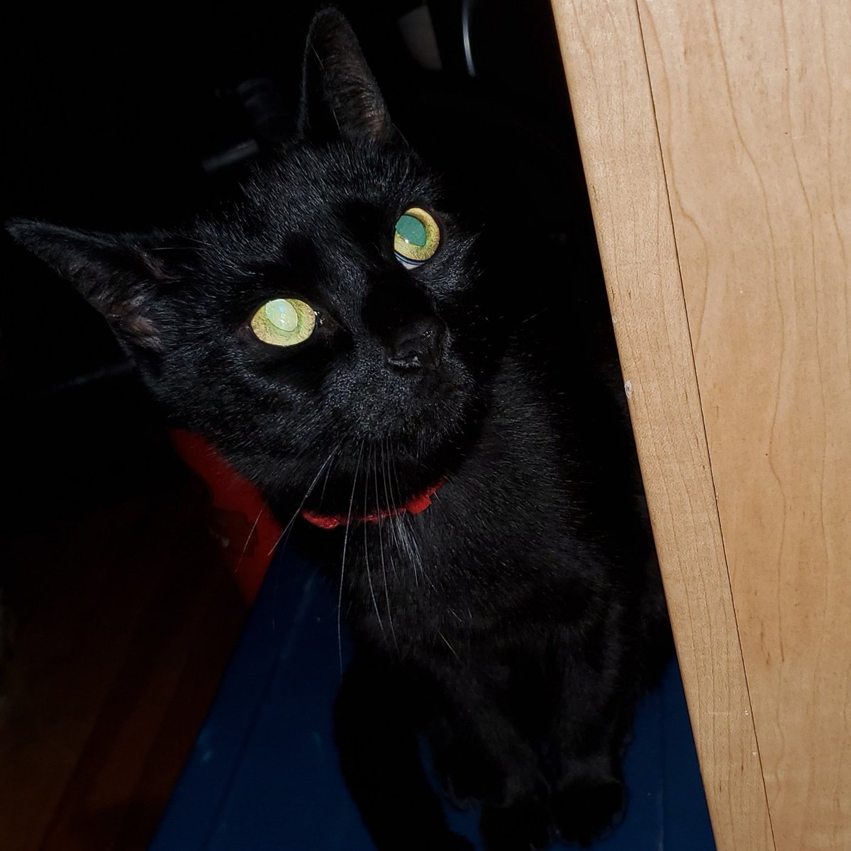 LaWannish's tweet photo. #Oreo #blackcat #happynationalblackcatday #catday #myworkbuddy #Ilovemycats #catsoftwitter https://t.co/jwz8meJtaP