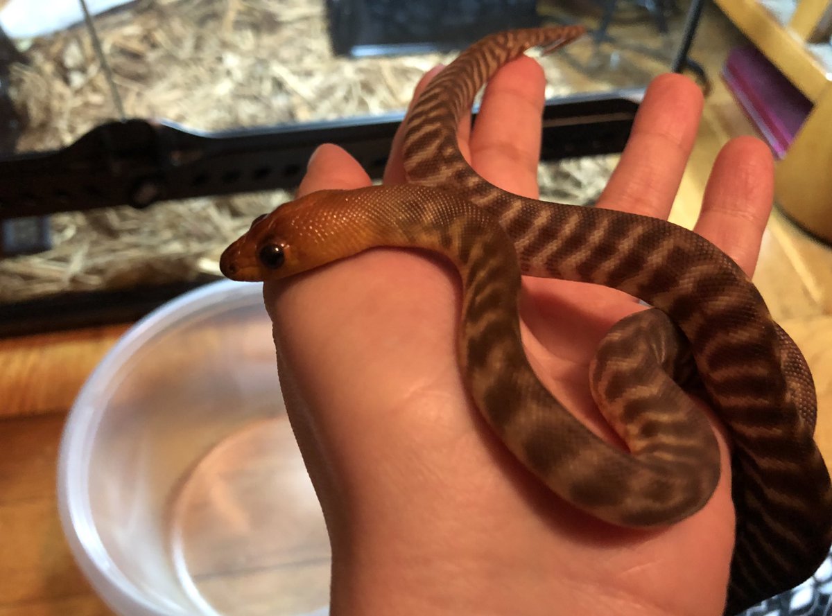 Xarallei's tweet image. Cutie 🐍 saying hi again. #womapython
