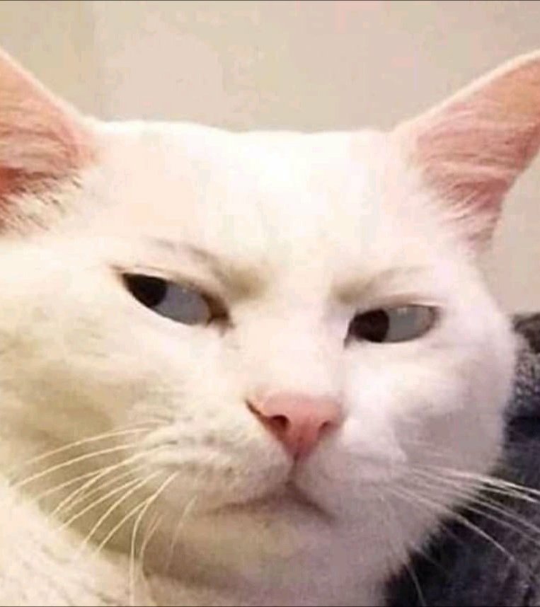 jongdae as cat memes: a thread 